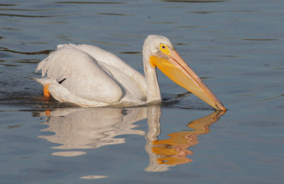 American White Pelican