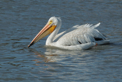 American White Pelican