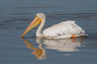 American White Pelican