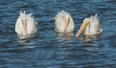 American White Pelicans