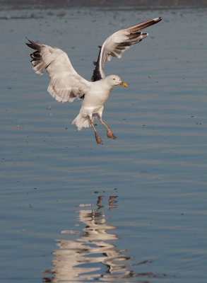 Western Gull