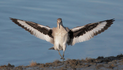 Willet