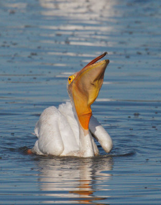 American White Pelican, fish in pouch