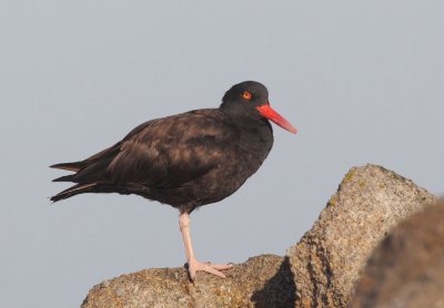 Black Oystercatcher