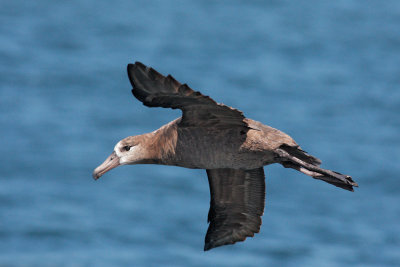 Birds -- Monterey Bay pelagic, September 26, 2010