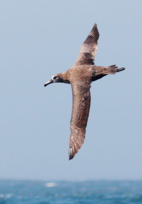 Black-footed Albatross, flying