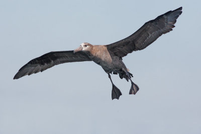 Black-footed Albatross, flying