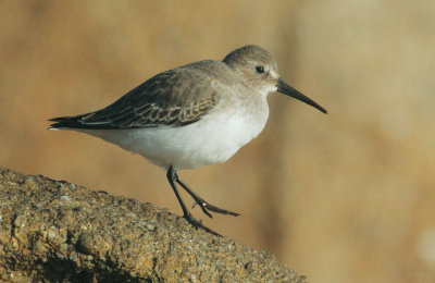 Dunlin