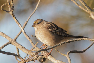 Golden-crowned Sparrow, first cycle