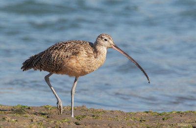 Long-billed Curlew