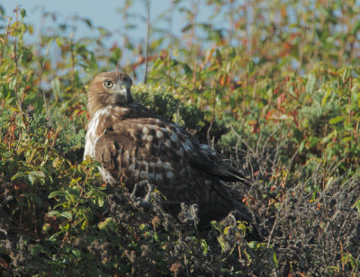 Red-tailed Hawk, juvenile