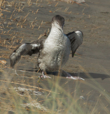 Red-throated Loon, beached