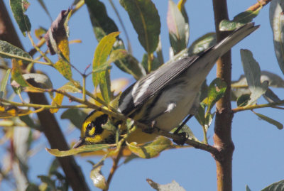 Townsend's Warbler, male