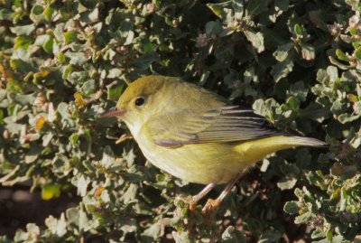 Yellow Warbler, female