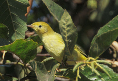 Yellow Warbler