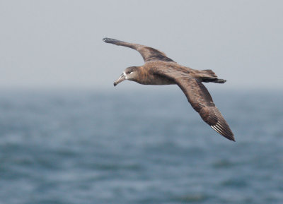 Birds -- Monterey Bay pelagic, October 2010