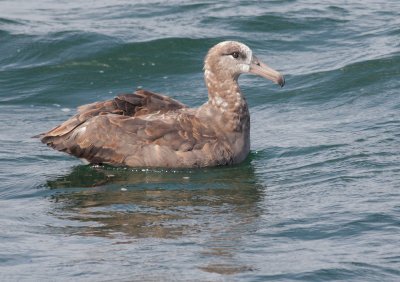 Black-footed Albatross