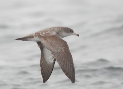 Pink-footed Shearwater