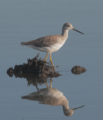 Greater Yellowlegs