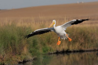 American White Pelican, landing