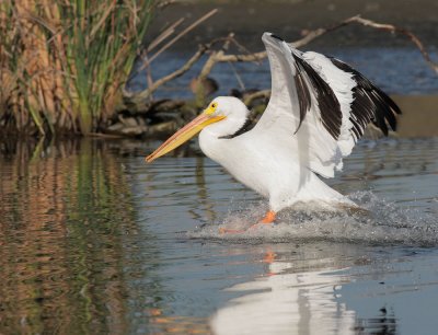 American White Pelican, landing