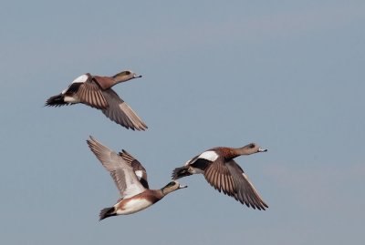 American Wigeons, males flying