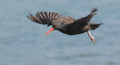 Black Oystercatcher