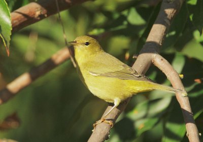 Orange-crowned Warbler