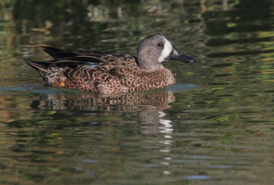 Blue-winged Teal, male