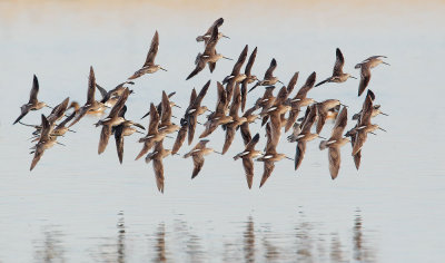 Short-billed Dowitchers, flying