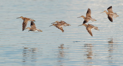 Short-billed Dowitchers, flying