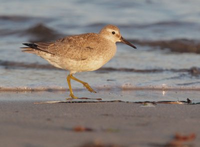 Red Knot, juvenile, at sunset