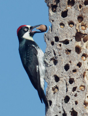 Acorn Woodpecker, male, with acorn