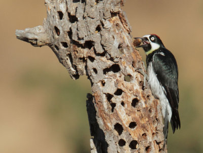 Acorn Woodpecker, male, with acorn