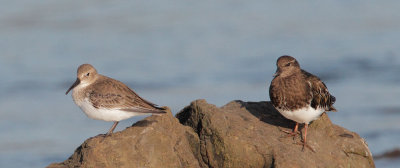 Dunlin and Black Turnstone