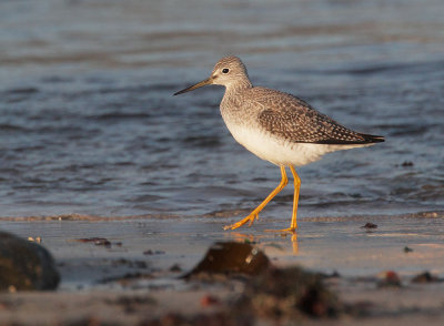 Greater Yellowlegs, first winter