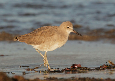 Willet, at sunset