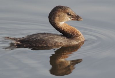 Pied-billed Grebe