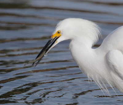 Snowy Egret, with fish