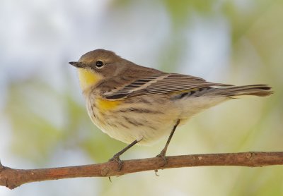 Yellow-rumped Warbler, Audubon's