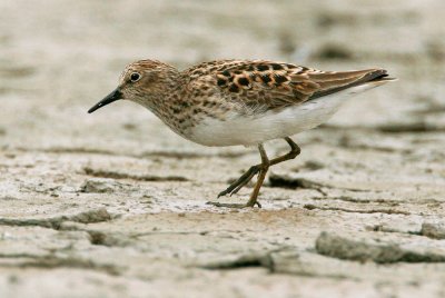 Least Sandpiper, breeding plumage Spring