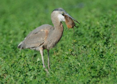 Great Blue Heron, with gopher