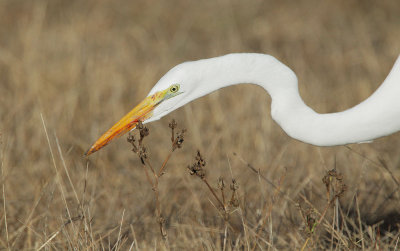 Great Egret, with bloody bill