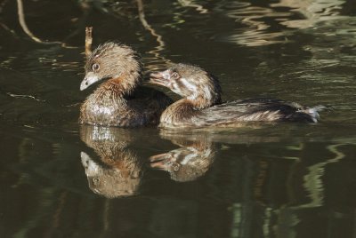 Pied-billed Grebes, juvenile begging from adult