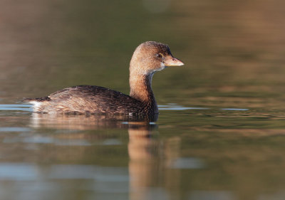 Pied-billed Grebe