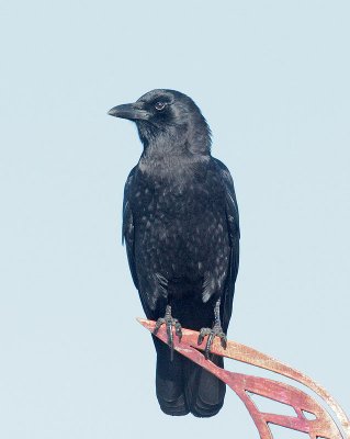 American Crow