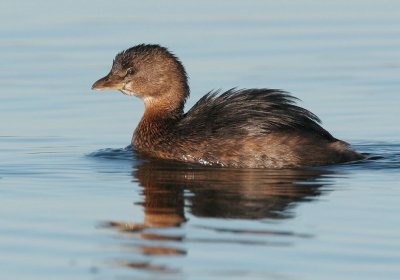 Pied-billed Grebe