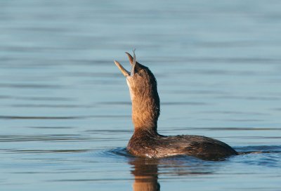 Pied-billed Grebe, swallowing fish