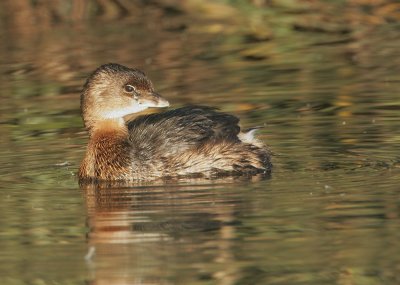 Pied-billed Grebe