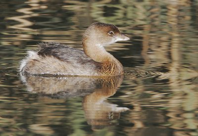 Pied-billed Grebe